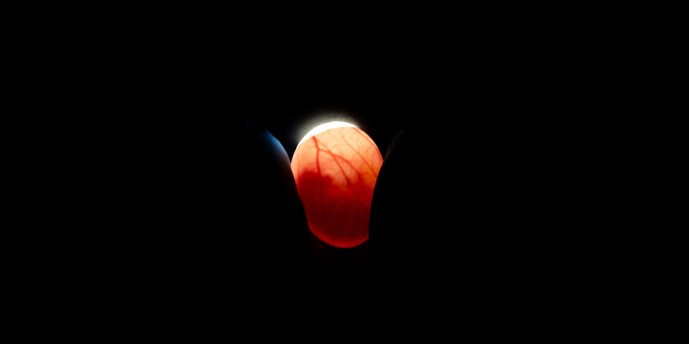 Candling Sihek (Guam kingfisher) egg at the Smithsonian's Conservation Biology Institute.