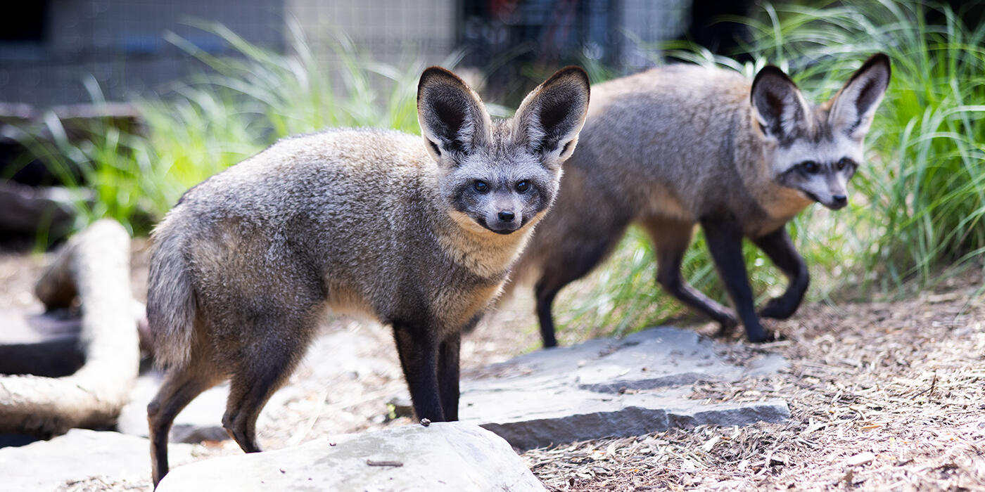 Two bat-eared foxes in their outdoor habitat.