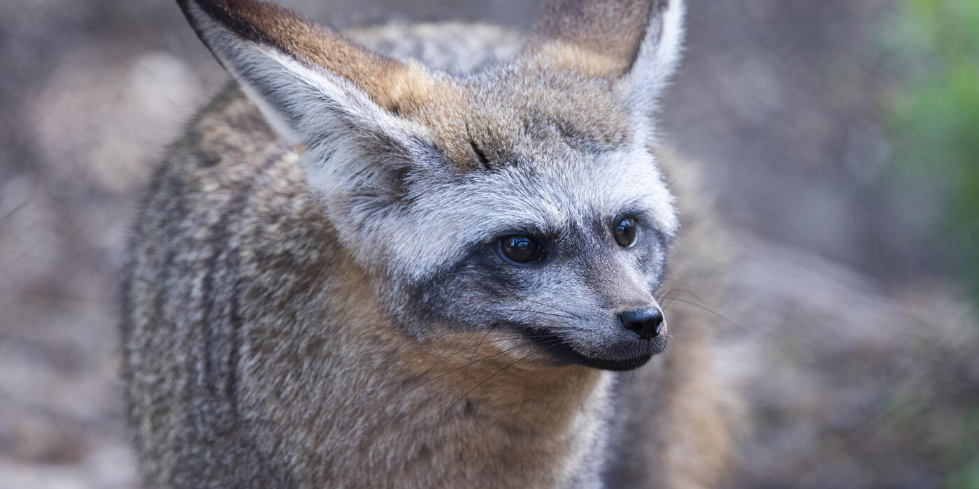 Closeup of a bat-eared fox