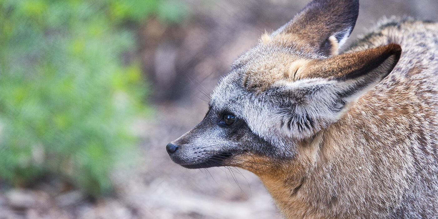 Side view of a bat-eared fox.