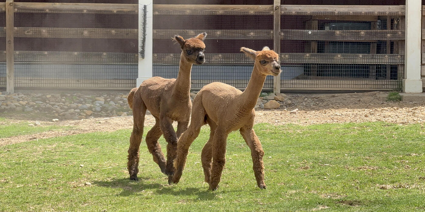 Two alpacas trot through a grassy yard.