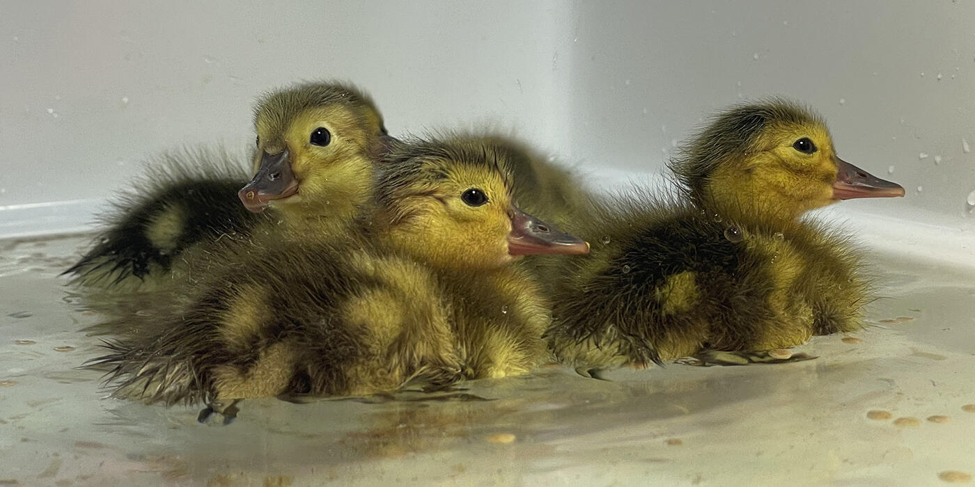 Three yellow and brown canvasback ducklings float in a tub.