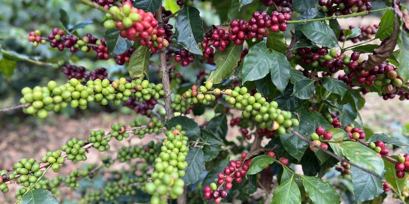 Coffee beans on plant