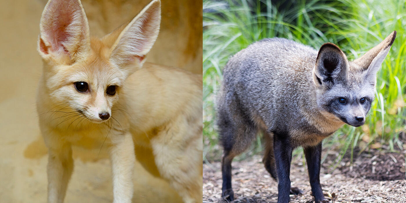 Fennec fox on the left, bat-eared fox on the right.