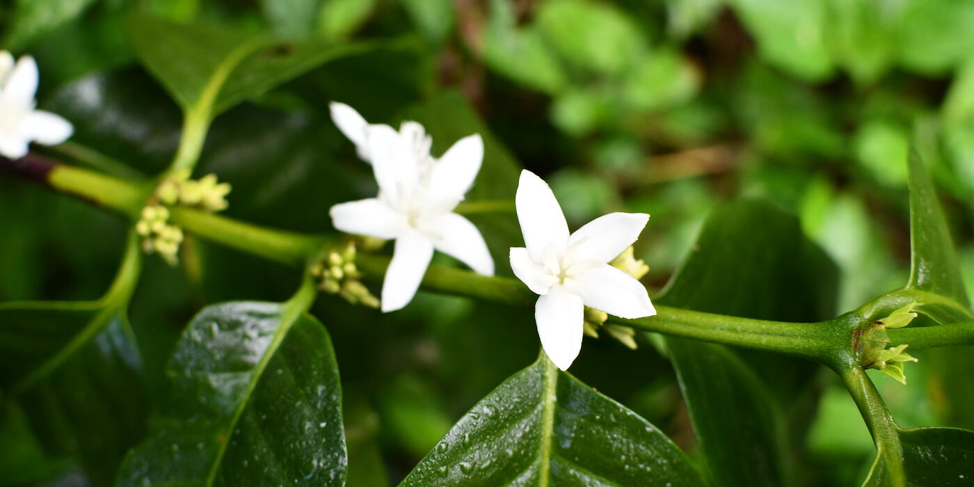 Coffee Flower