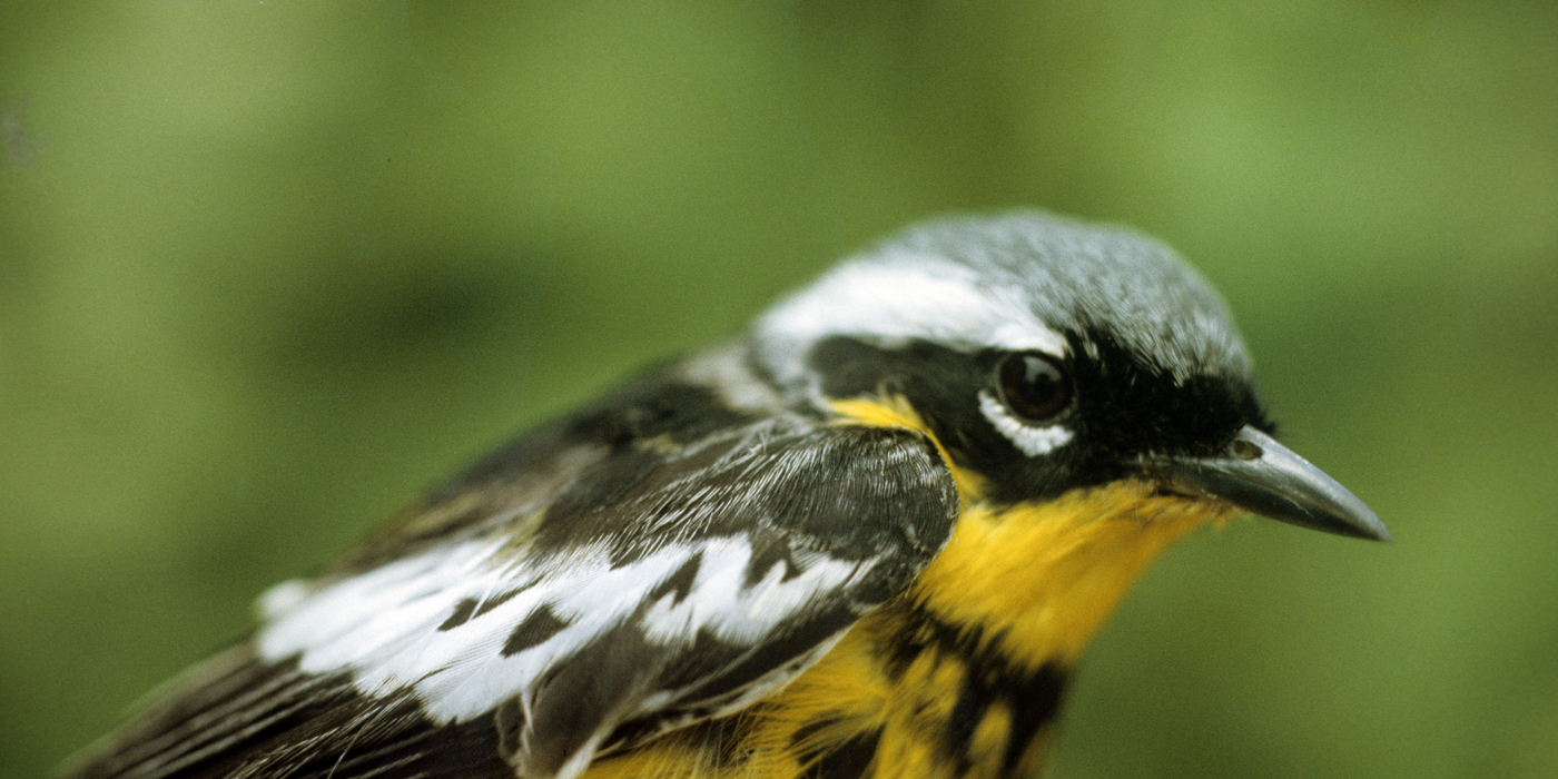 Magnolia Warbler
