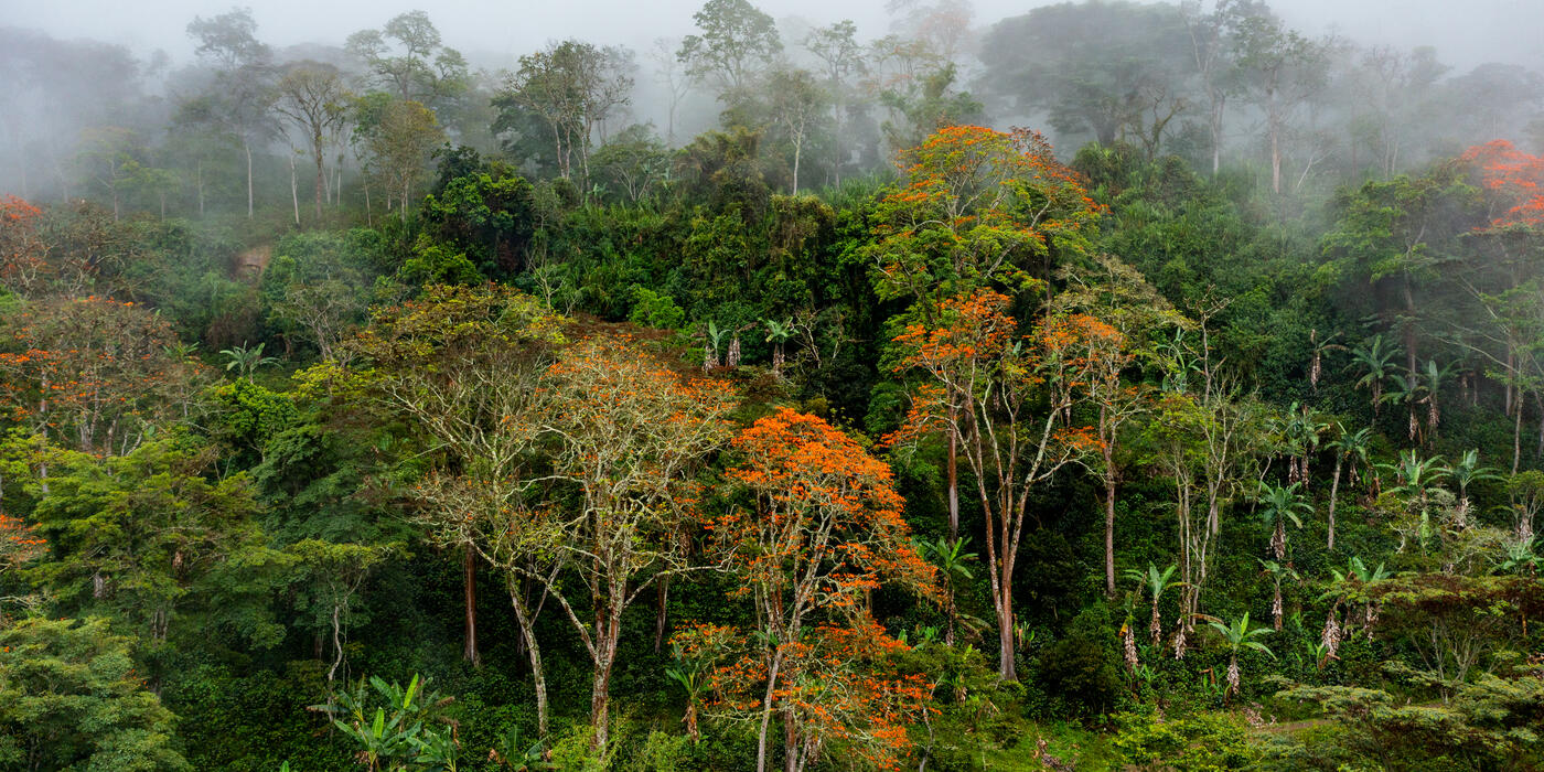 Shade Grown Coffee Farm in Colombia
