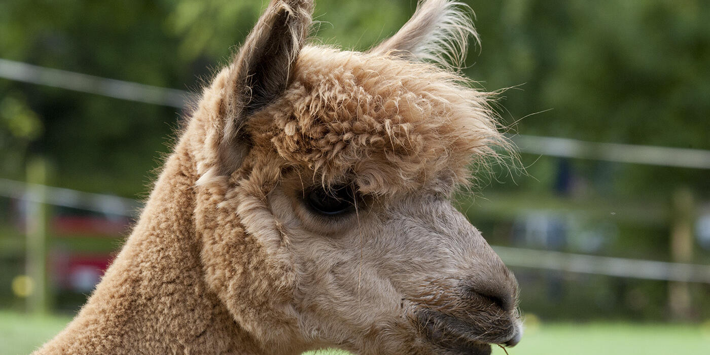 Side view of an alpaca