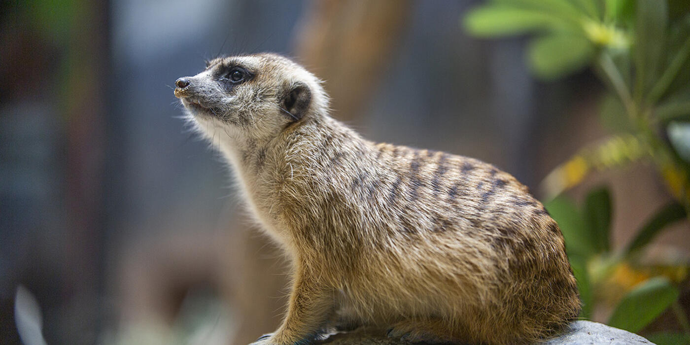 Meerkat on a rock