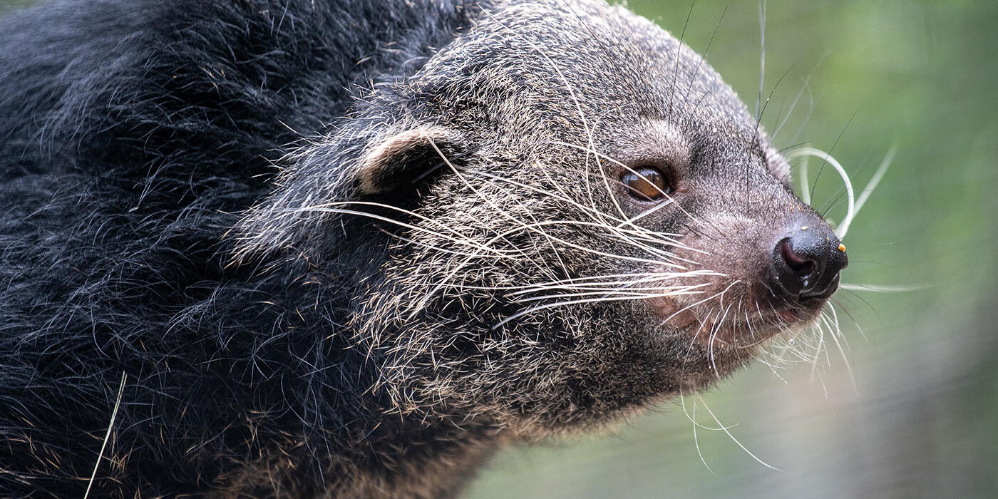 Closeup of a shaggy binturong
