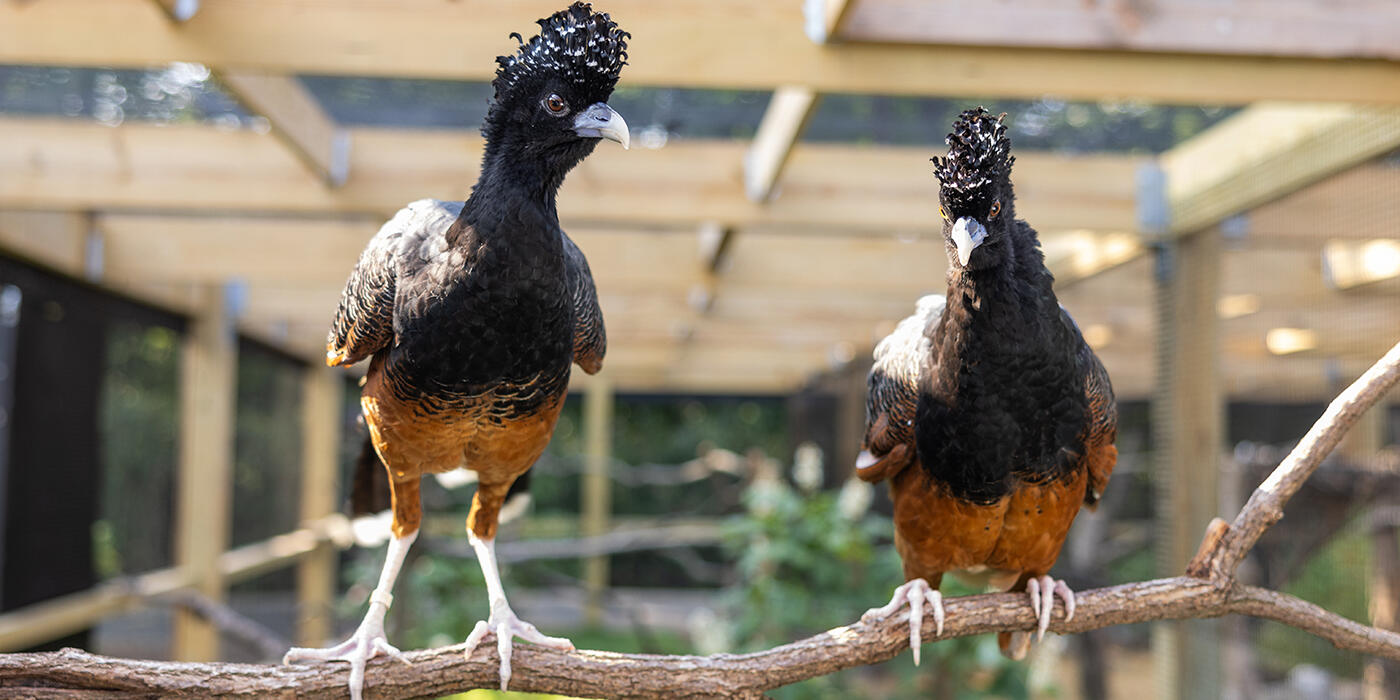 Two birds with intricate crests on their heads perch on a branch.