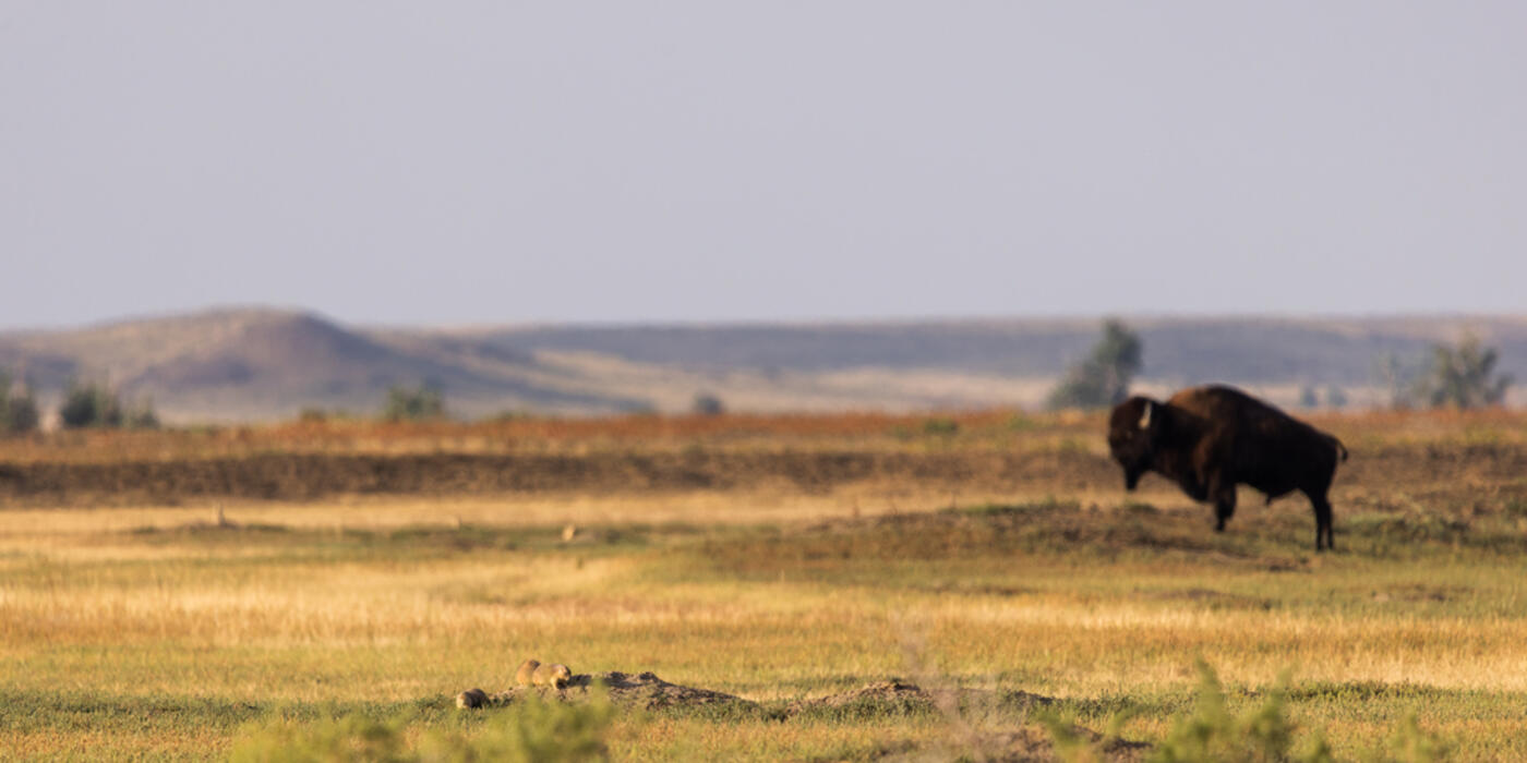 Prairie dogs and bison at American Prairie in Montana.