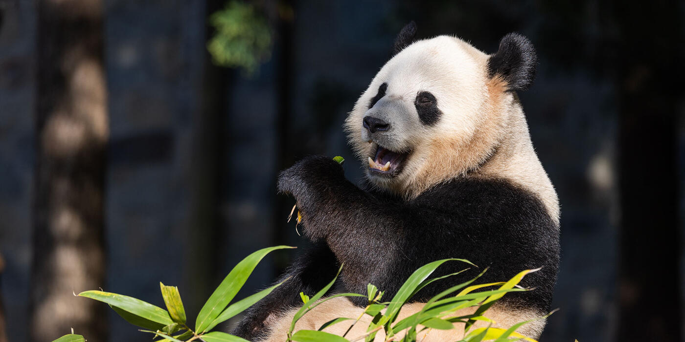 Giant panda Bao Li in the David M. Rubenstein Family Giant Panda Habitat of the Asia Trail exhibit at the Smithsonian's National Zoo.