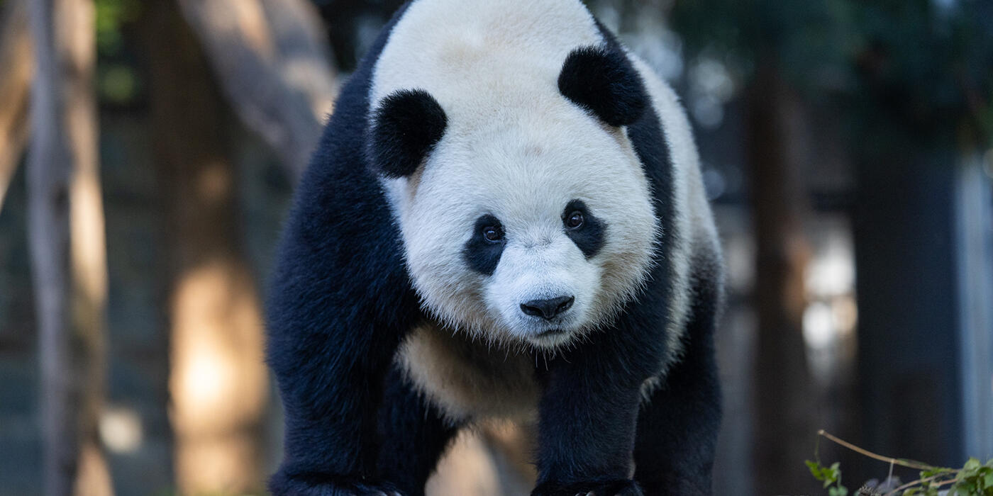 Giant panda Bao Li in his habitat on Asia Trail