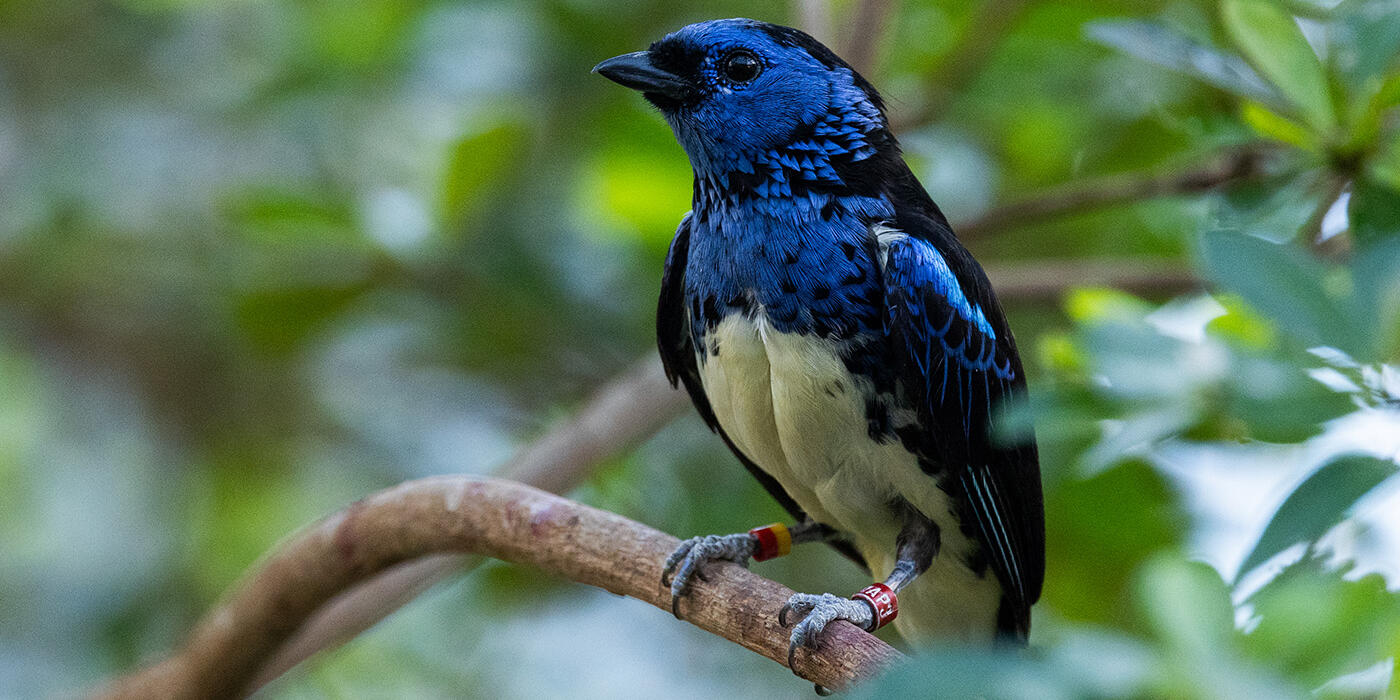Closeup of a turquoise tanager