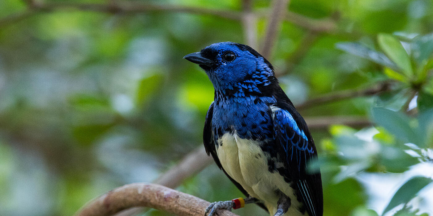 Closeup of a turquoise tanager