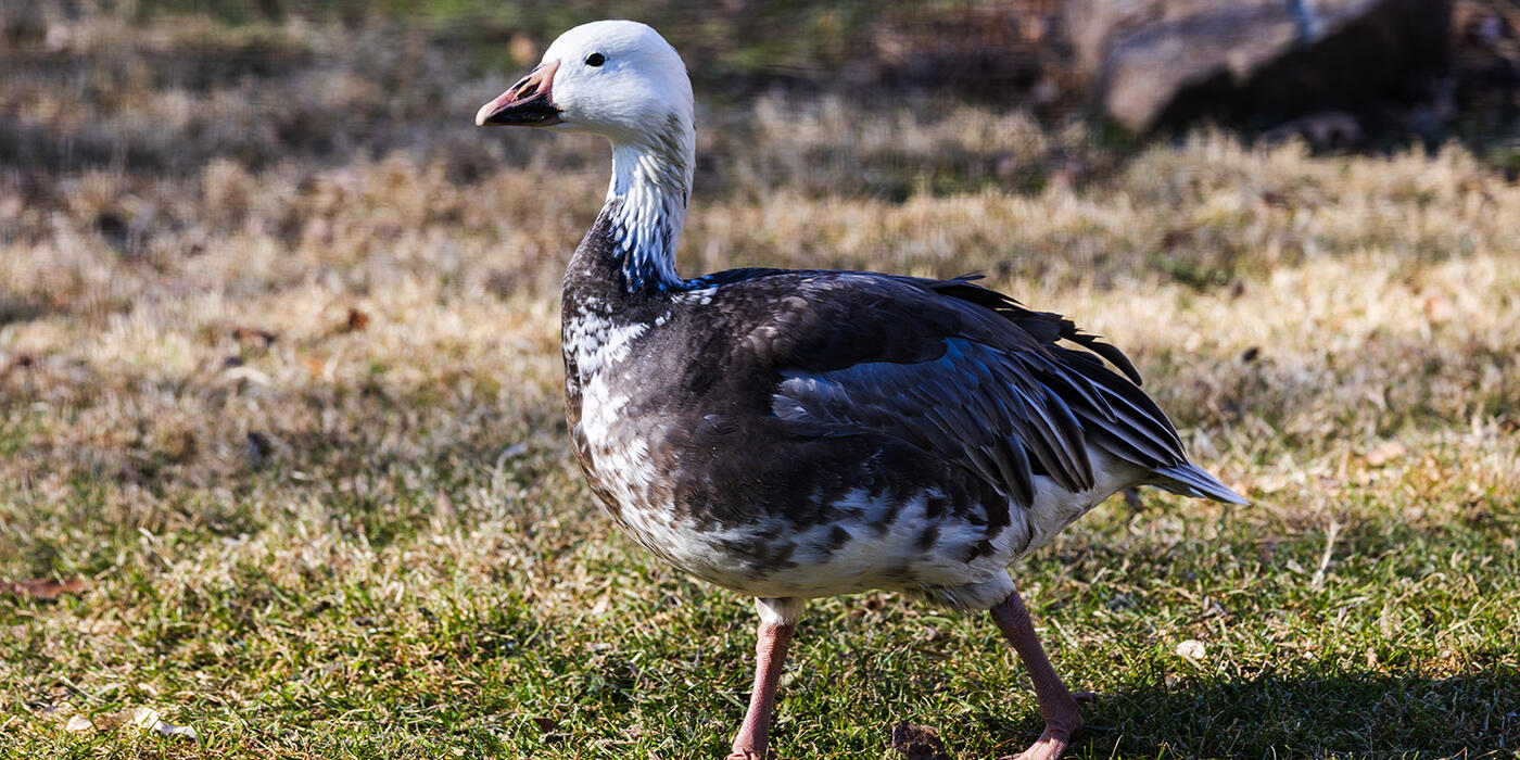 A medium-sized goose with blue-tinted gray body feathers and a white head.