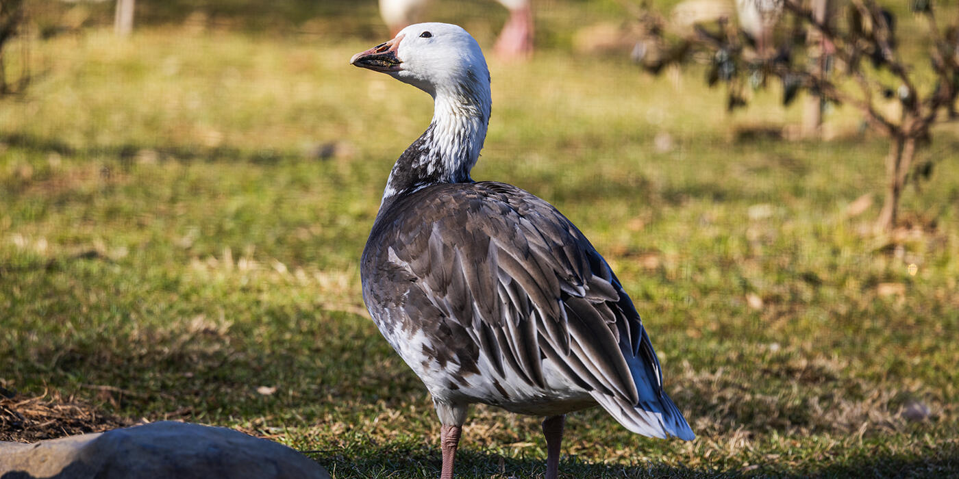 A medium-sized goose with blue-tinted gray body feathers and a white head. It is standing in a grassy yard.