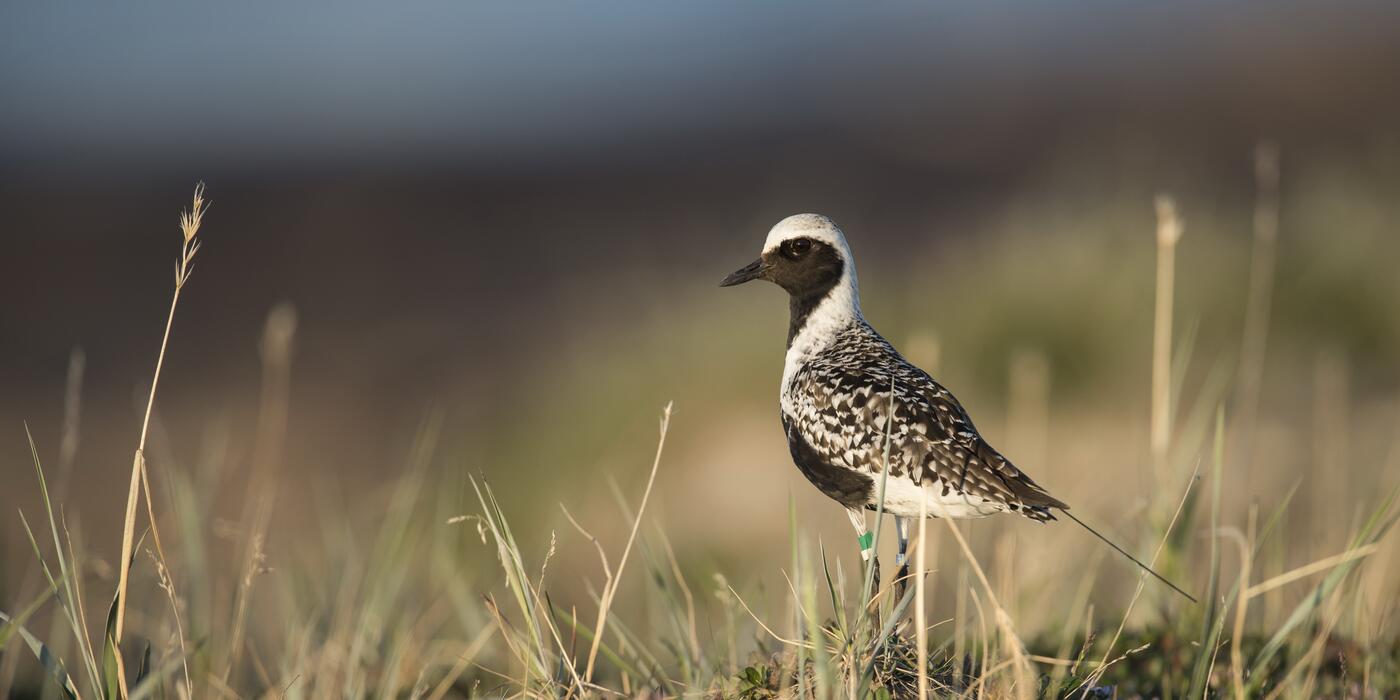 Black-bellied Plover