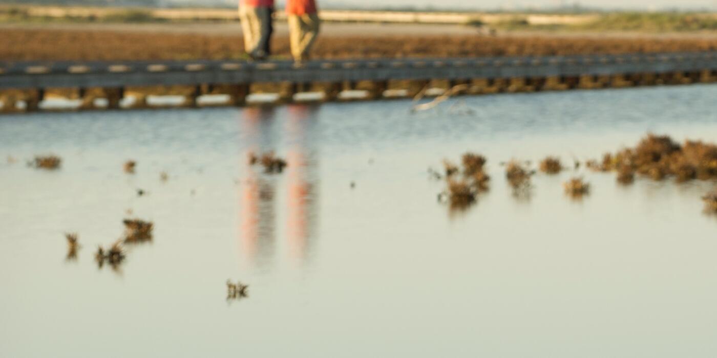 A Texas wetland