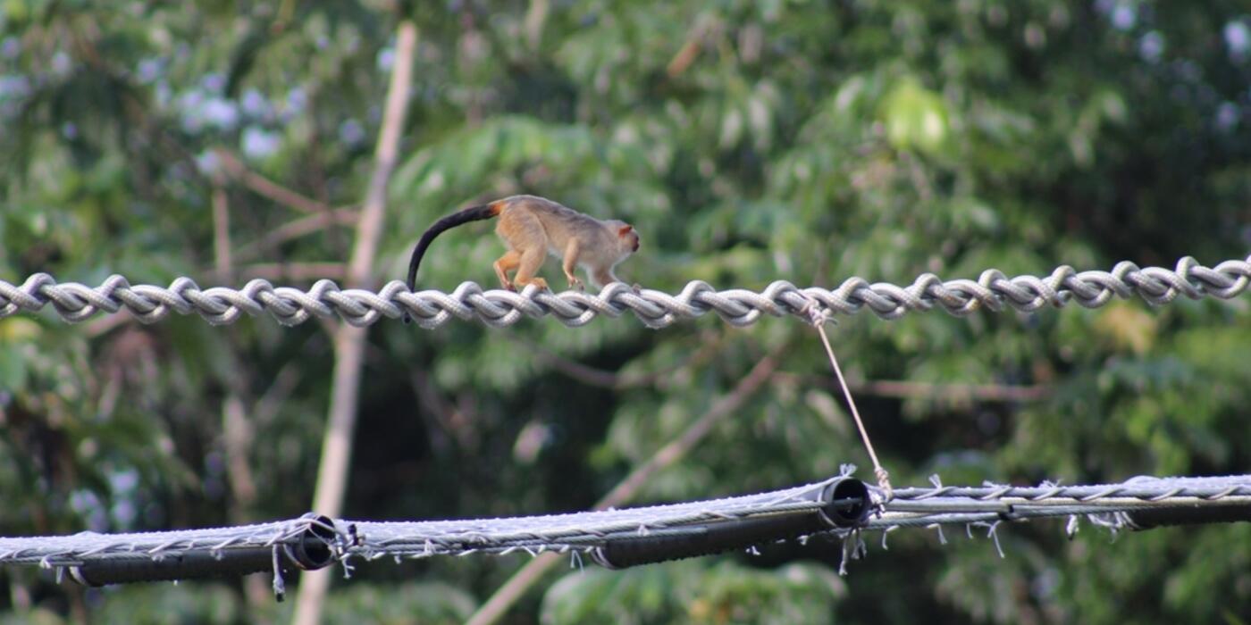 Photo of a monkey climbing across a man-made canopy bridge in the Amazon rainforest.
