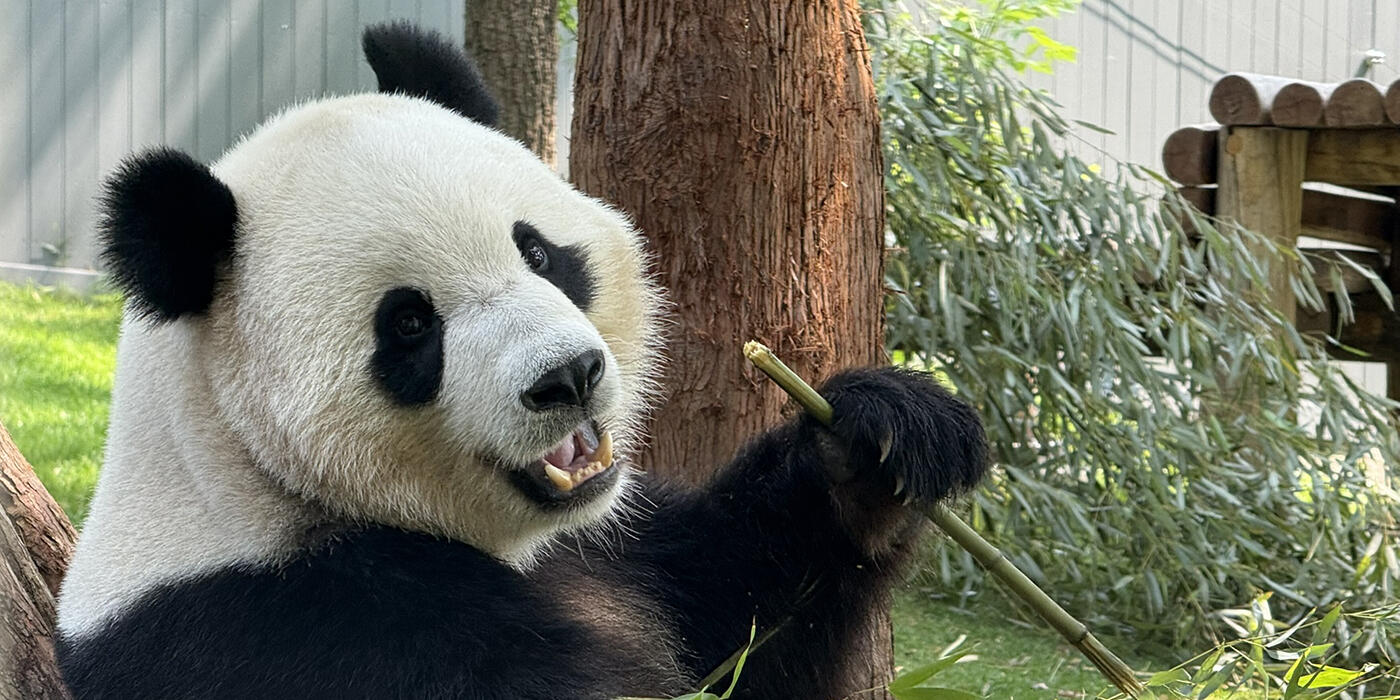 Bao Li leans against a tree and eats bamboo