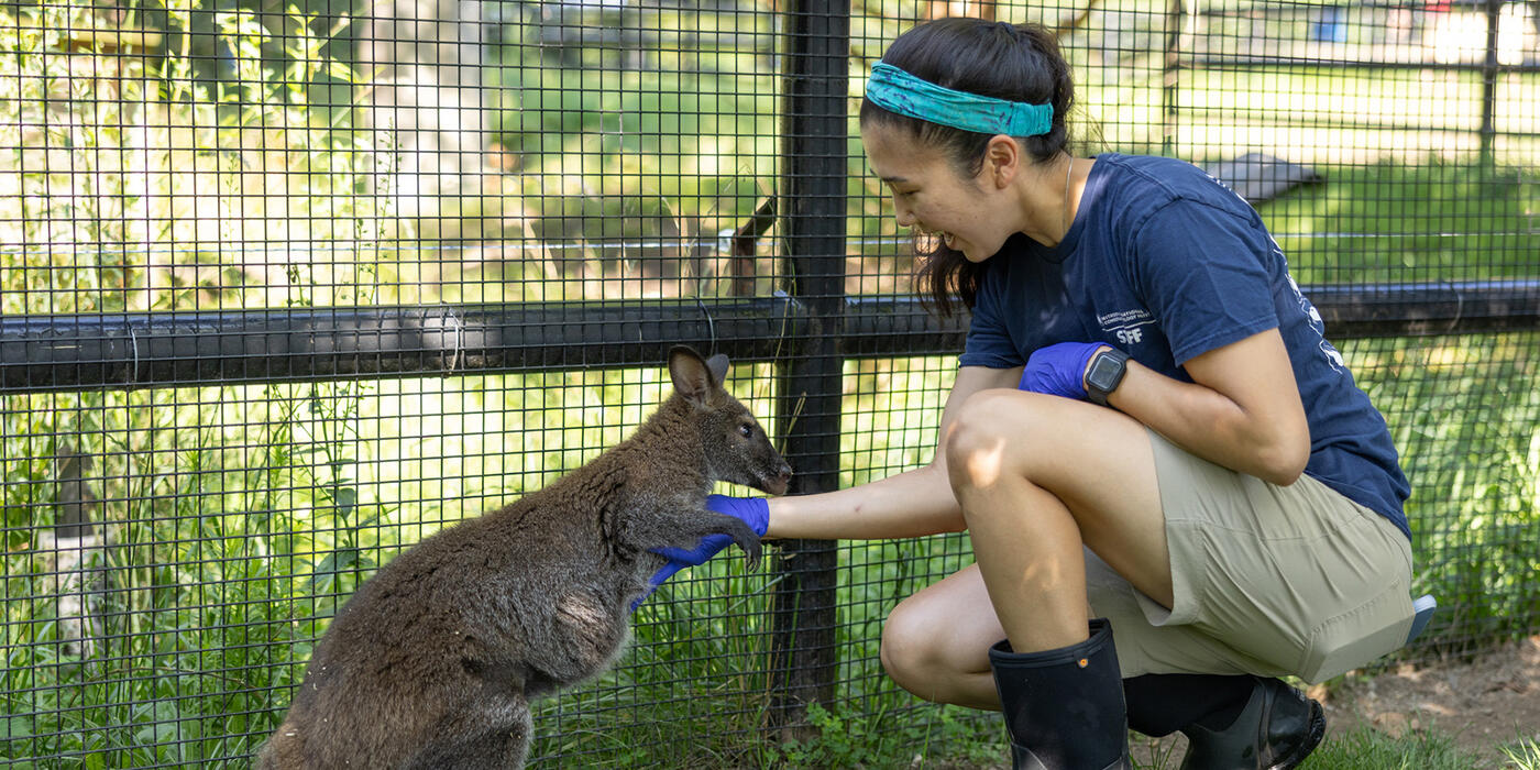 Small Mammal House keeper Chelia Chong conducts a training session with a Bennett's wallaby. Credit: Roshan Patel/Smithsonian Small Mammal House keeper Chelia Chong conducts a training session with a Bennett's wallaby. Credit: Roshan Patel/Smithsonian