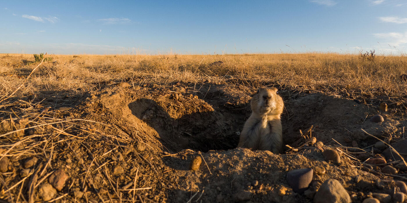 Prairie dog at American Prairie in Montana. American Prairie represents a unique effort to assemble a multi-million-acre nature reserve that conserves the species-rich grasslands of Montana’s legendary Great Plains for the enjoyment of future generations.
