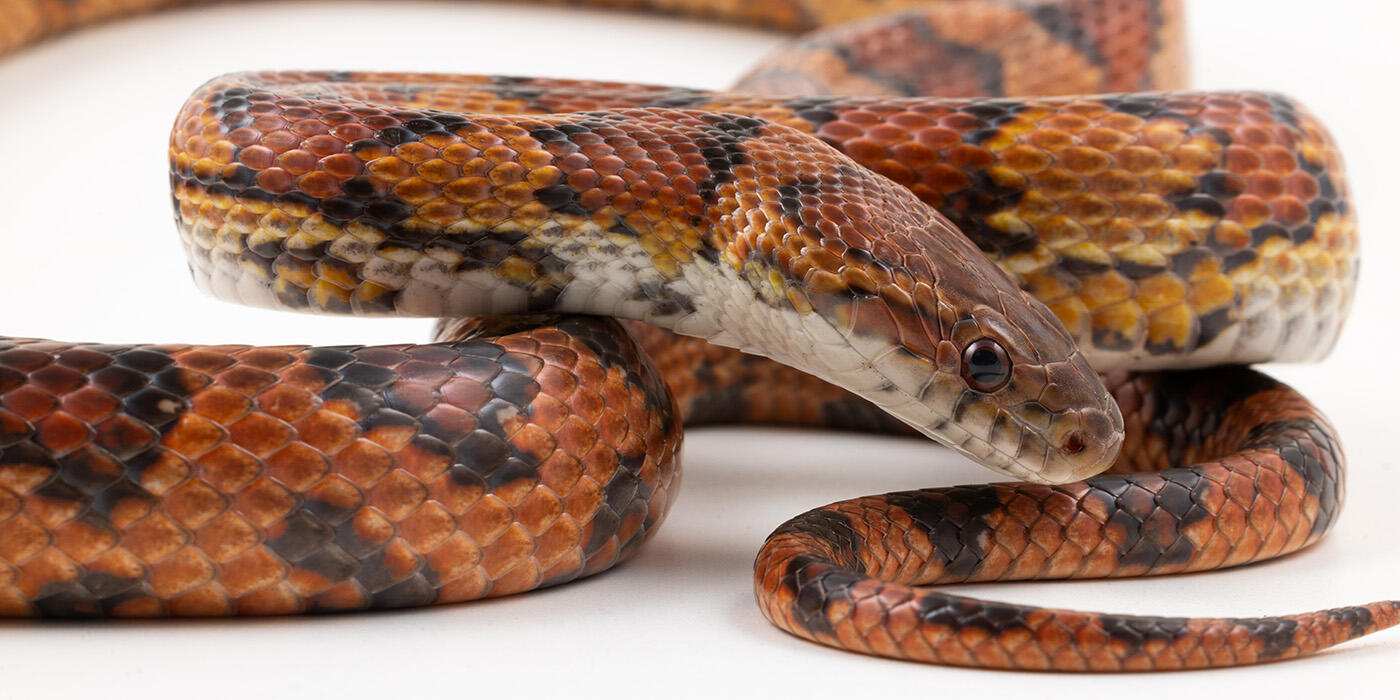 Side view of the head and body of a corn snake