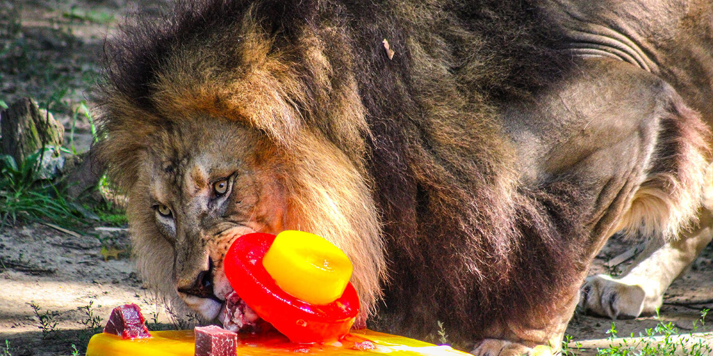 Lion interacting with an ice cake