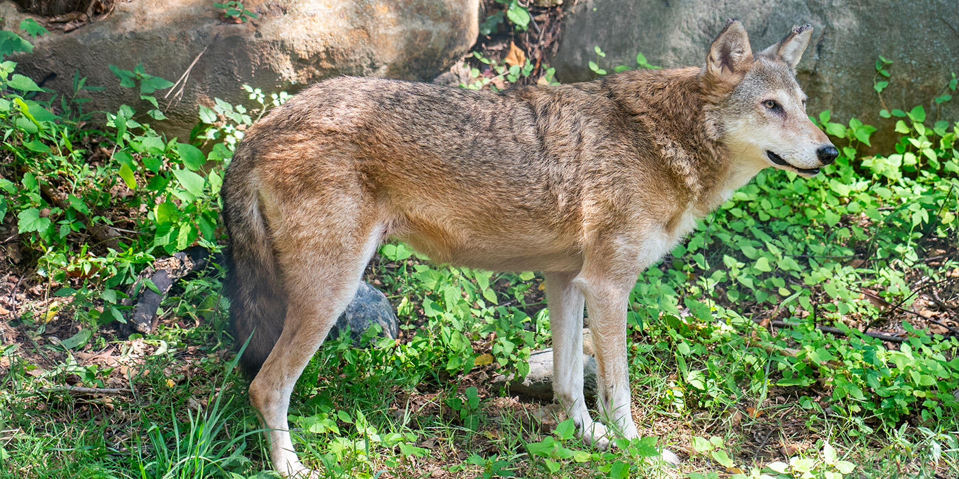 Side view of a red wolf in natural terrain.