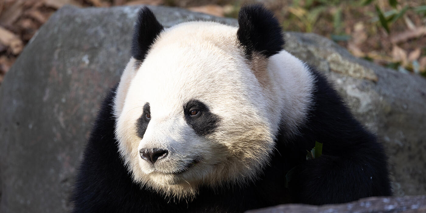 A male giant panda resting on a rock.