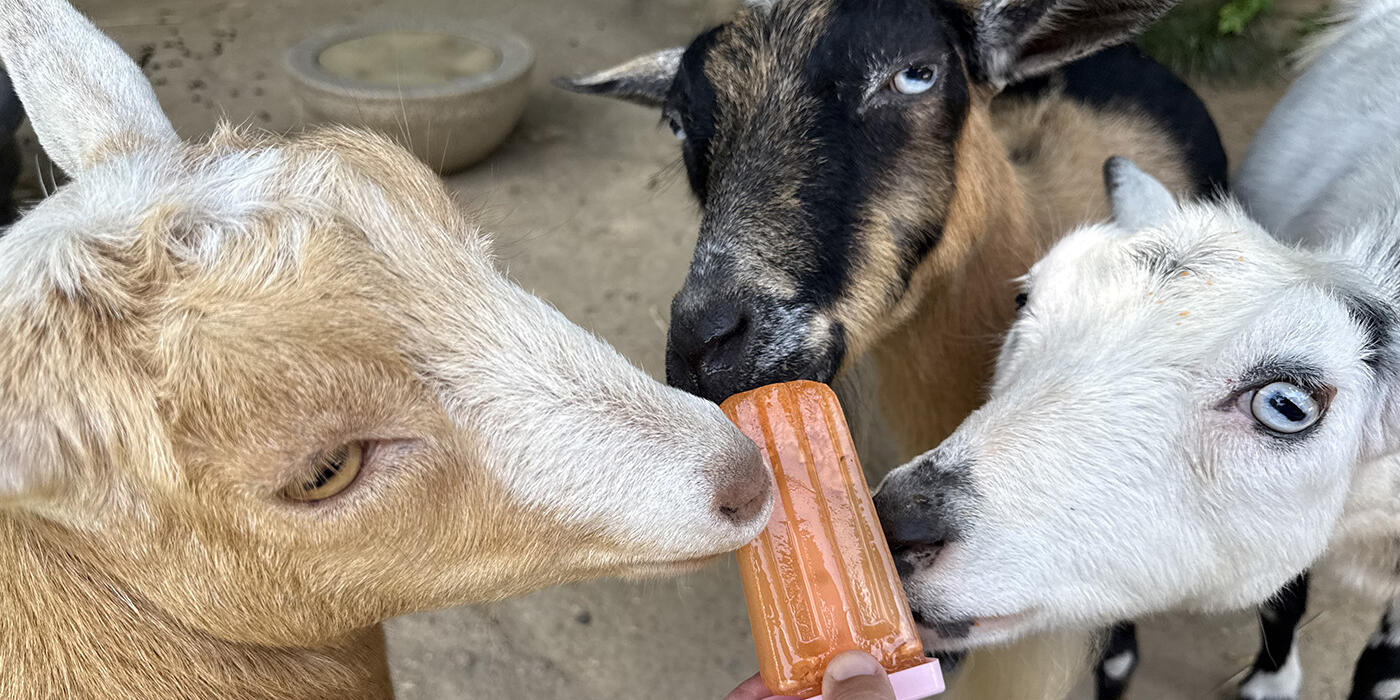 Three small goats share a veggie ice pop