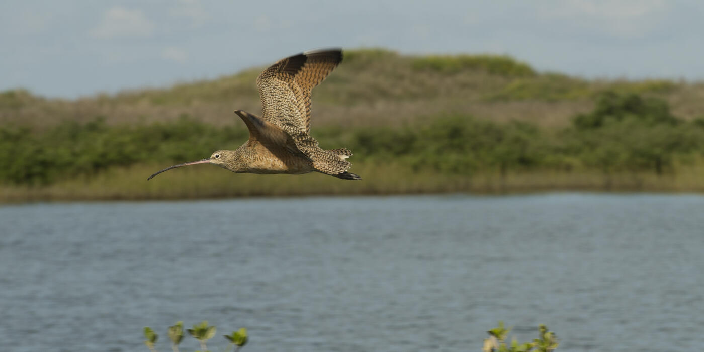 Long-billed Curlew
