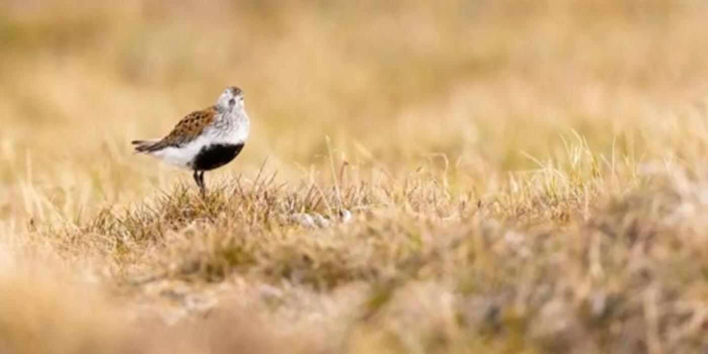 Dunlin in Utqiagvik, Alaska