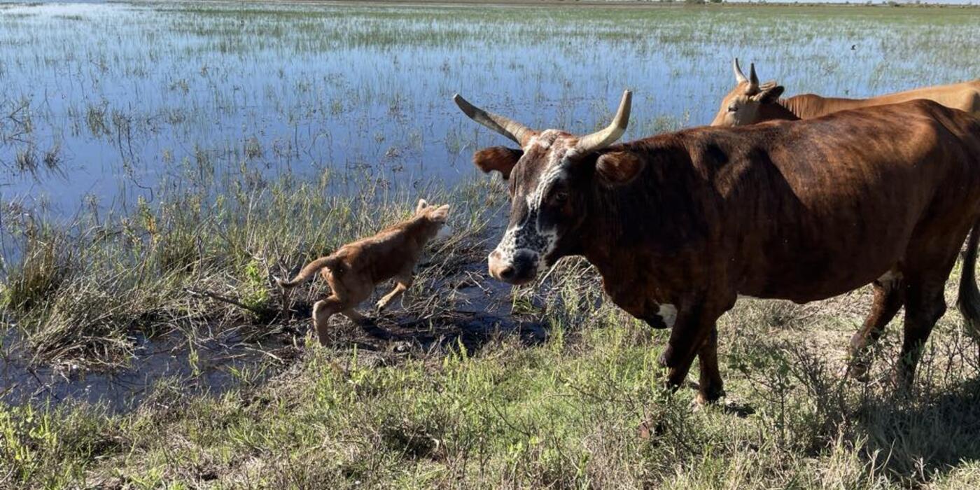 Flooded rice fields and cattle in Chambers County, Texas