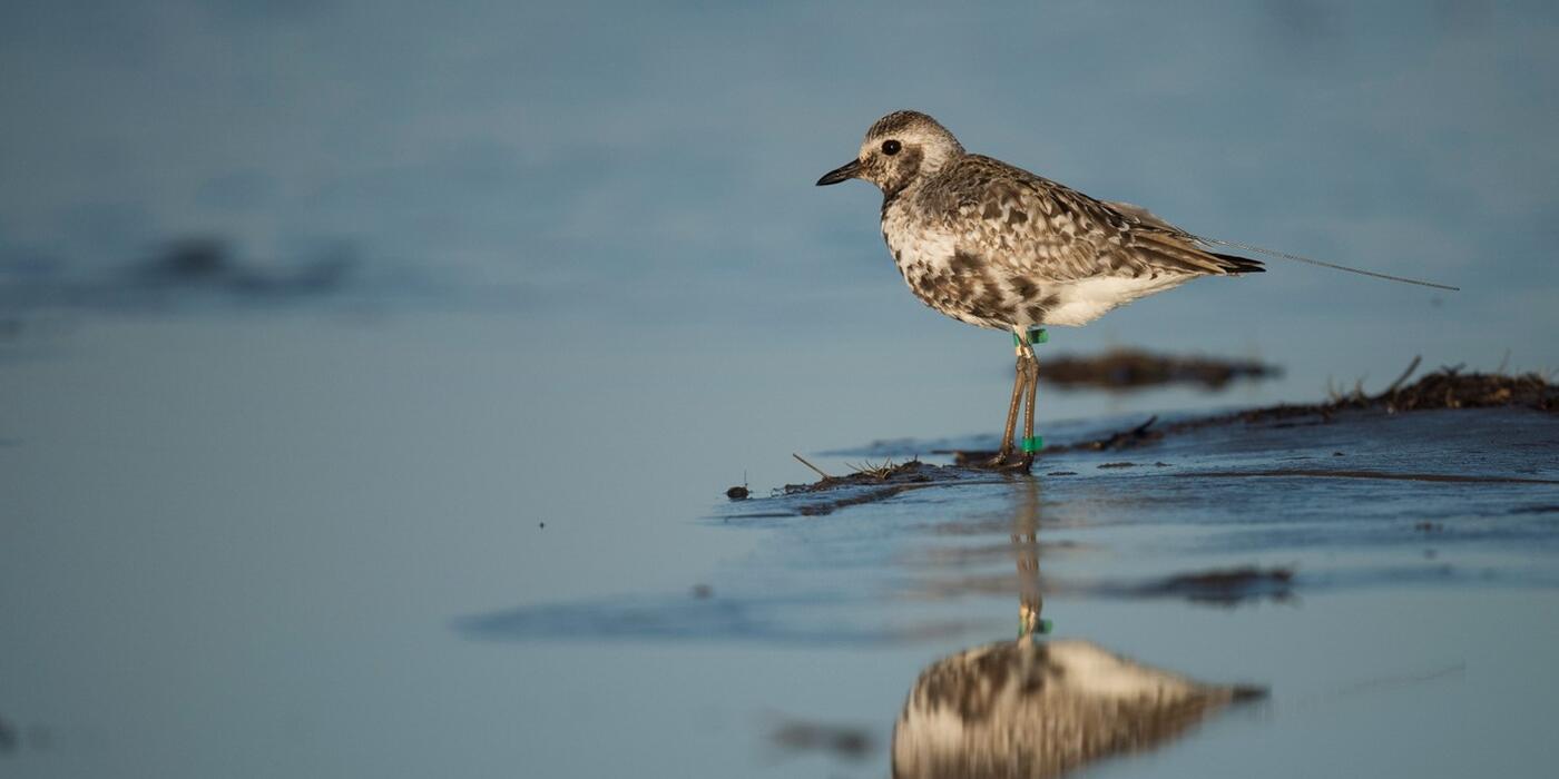 Female black-bellied Plover with leg flag and satellite tracking device