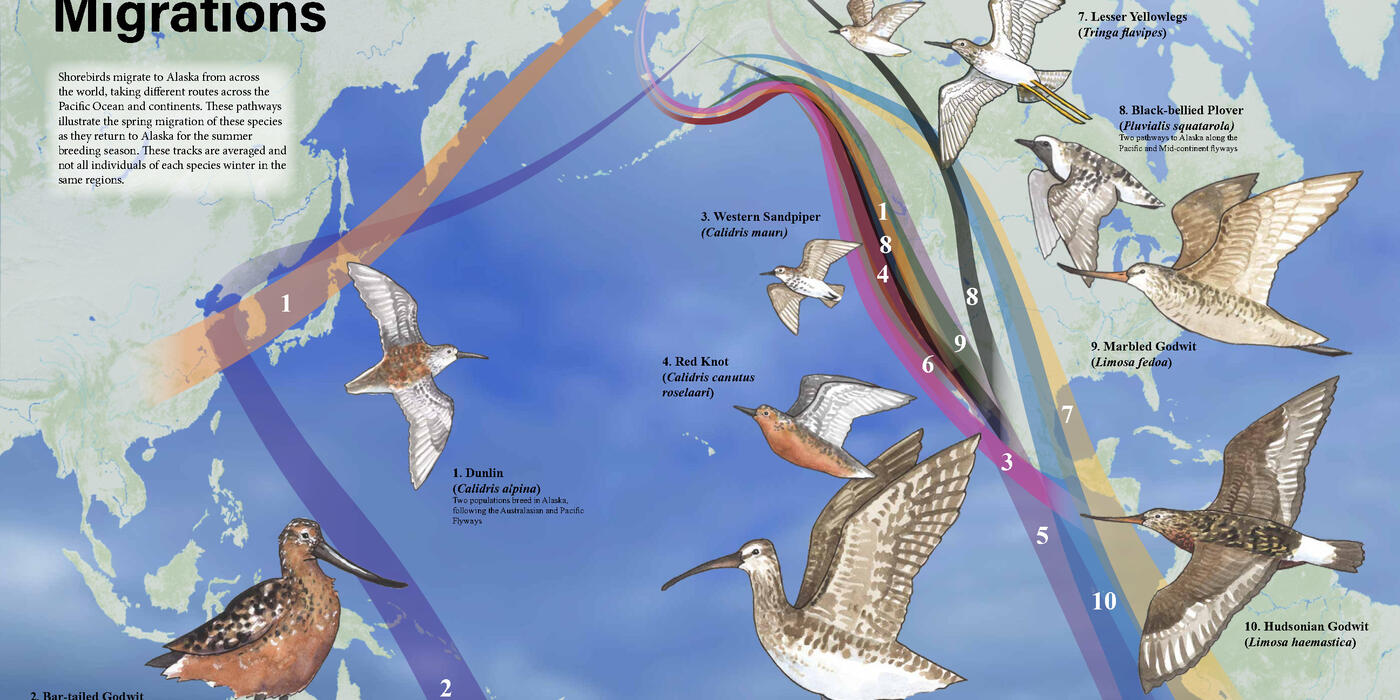 An Alaska shorebird migration poster