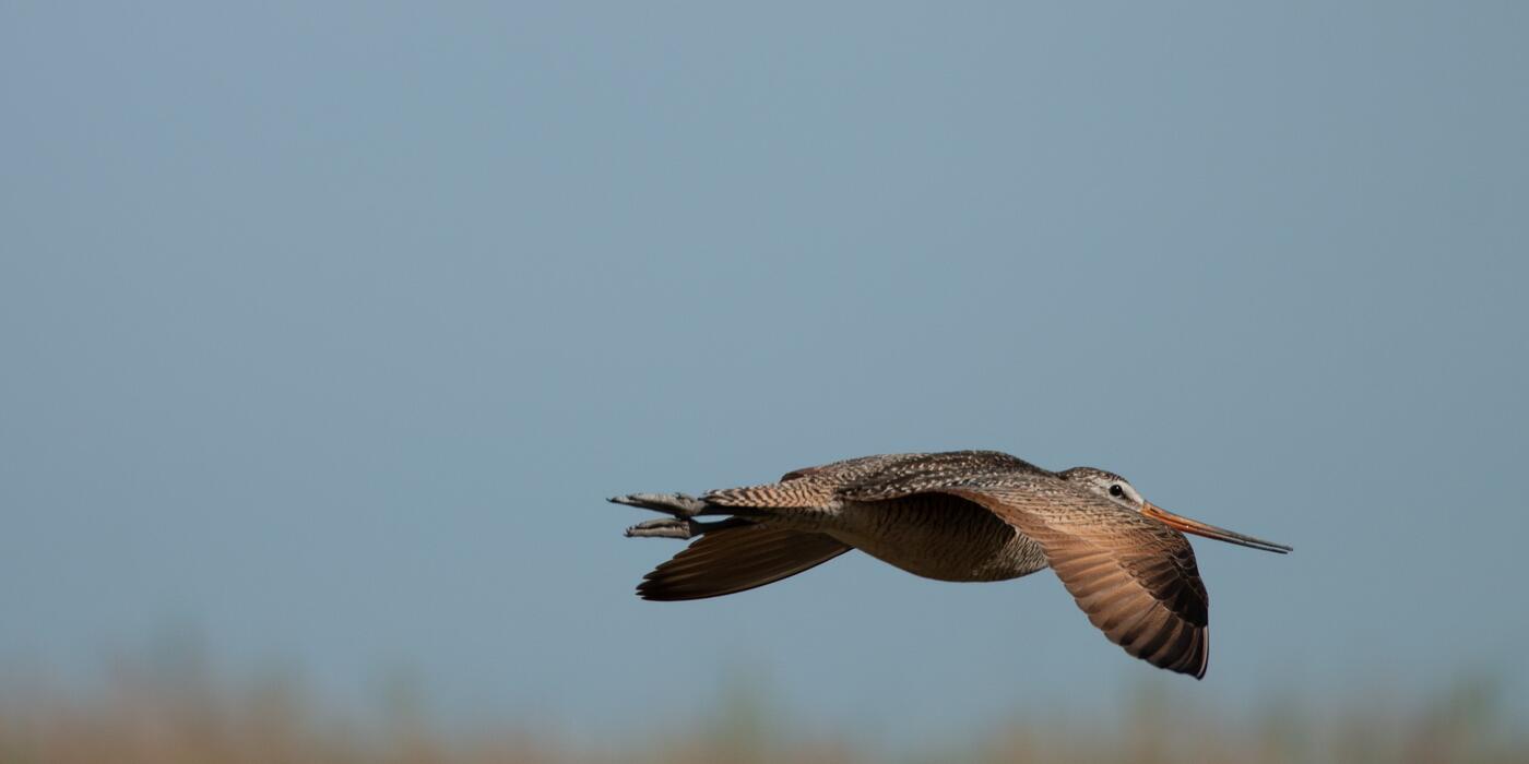 Marbled Godwit