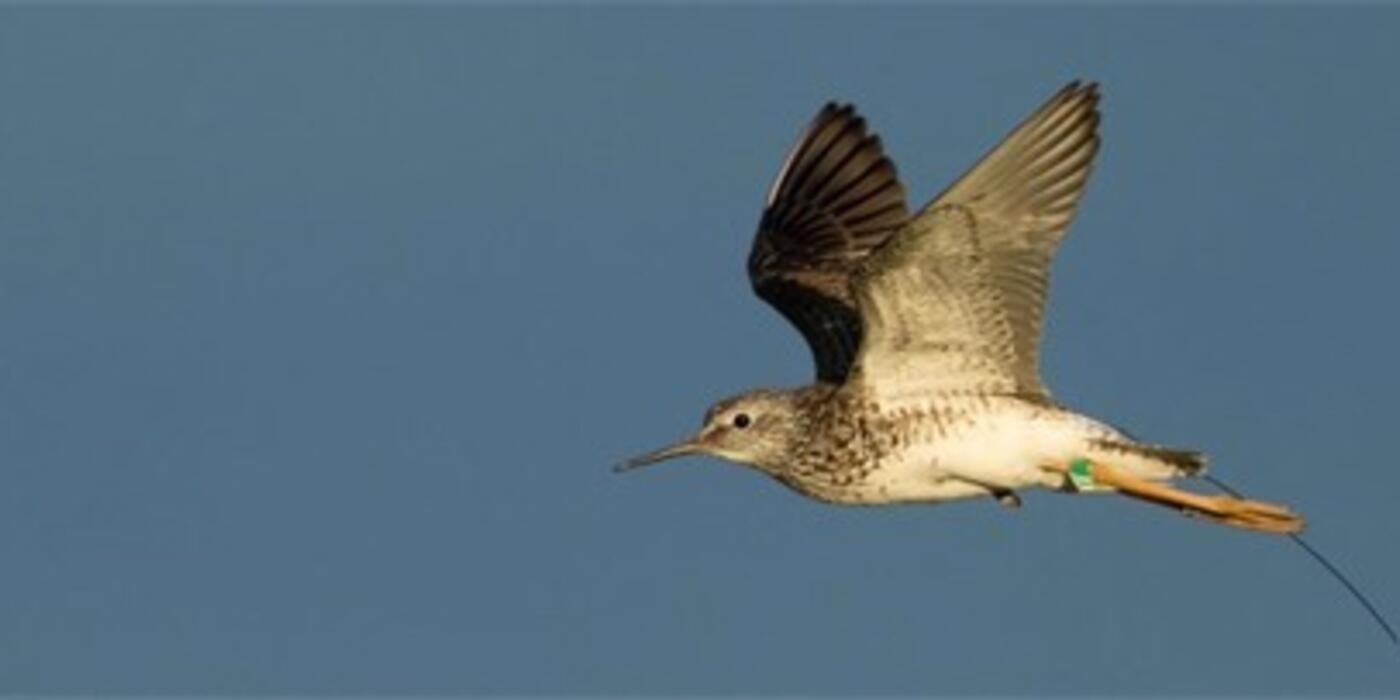 Lesser Yellowlegs with a leg flag and satellite tag