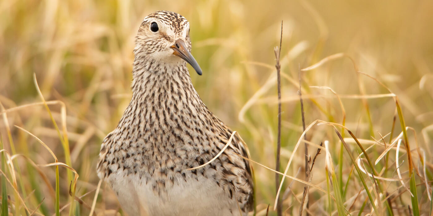 Pectoral Sandpiper