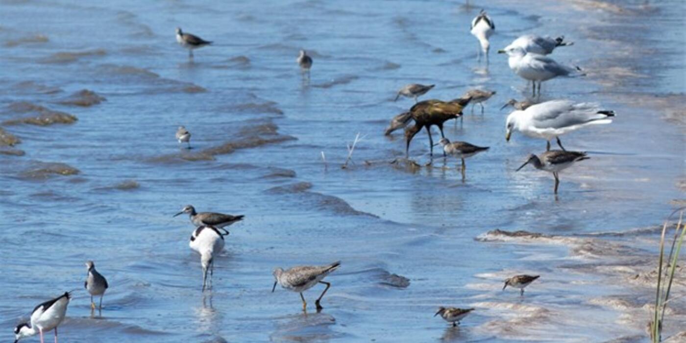 Mixed flock of shorebirds at Quivira National Wildlife Refuge, Kansas
