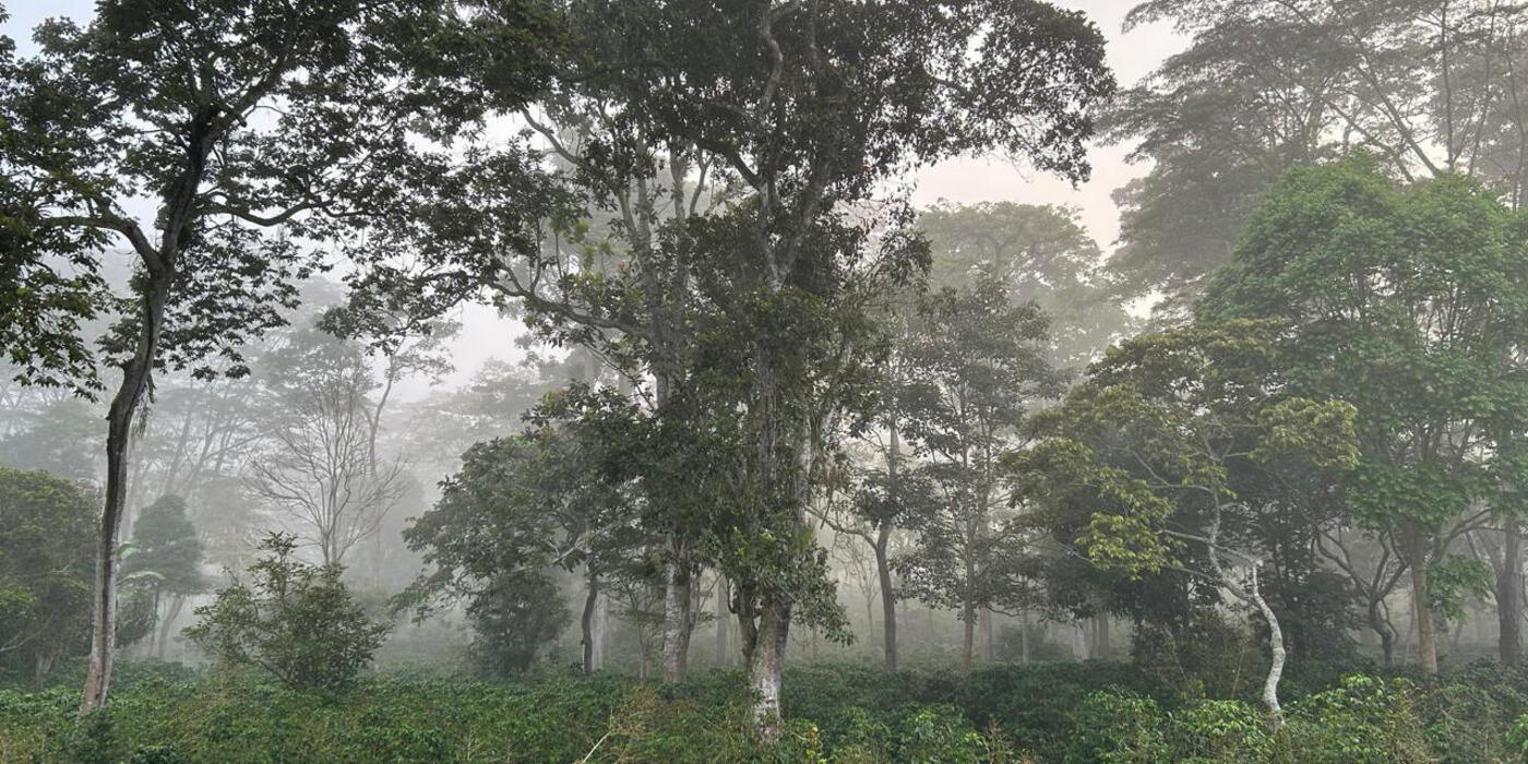 A coffee plantation with towering trees cloaked in mountain mist.