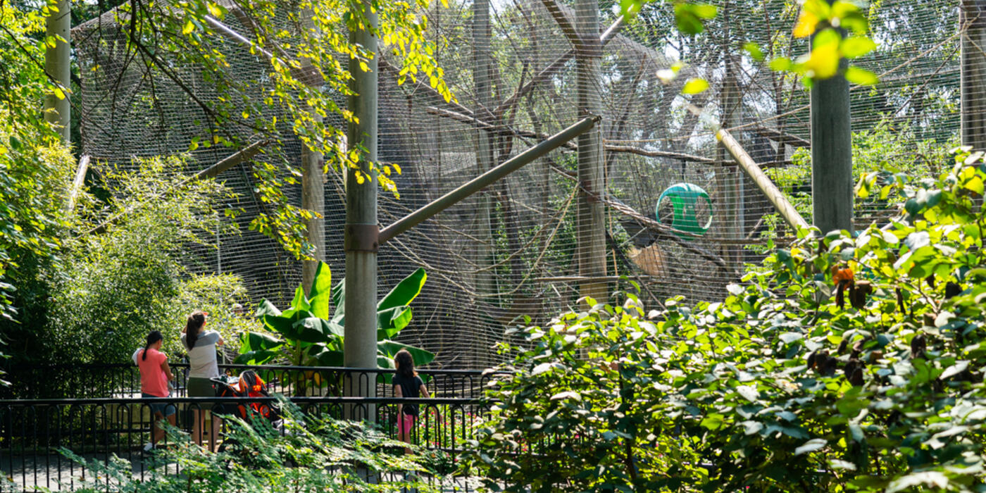 a family visits siamangs at Gibbon Ridge