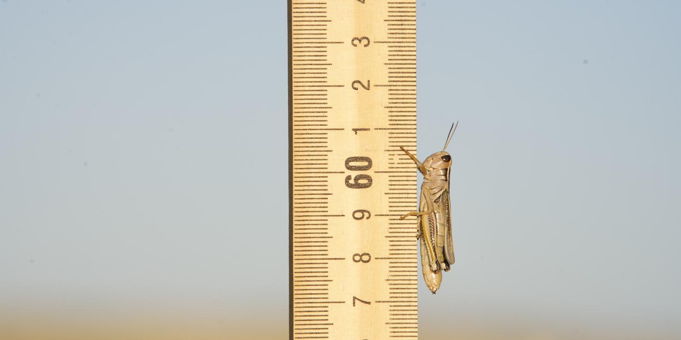 Photo of a grasshopper perched on the side of a measuring stick