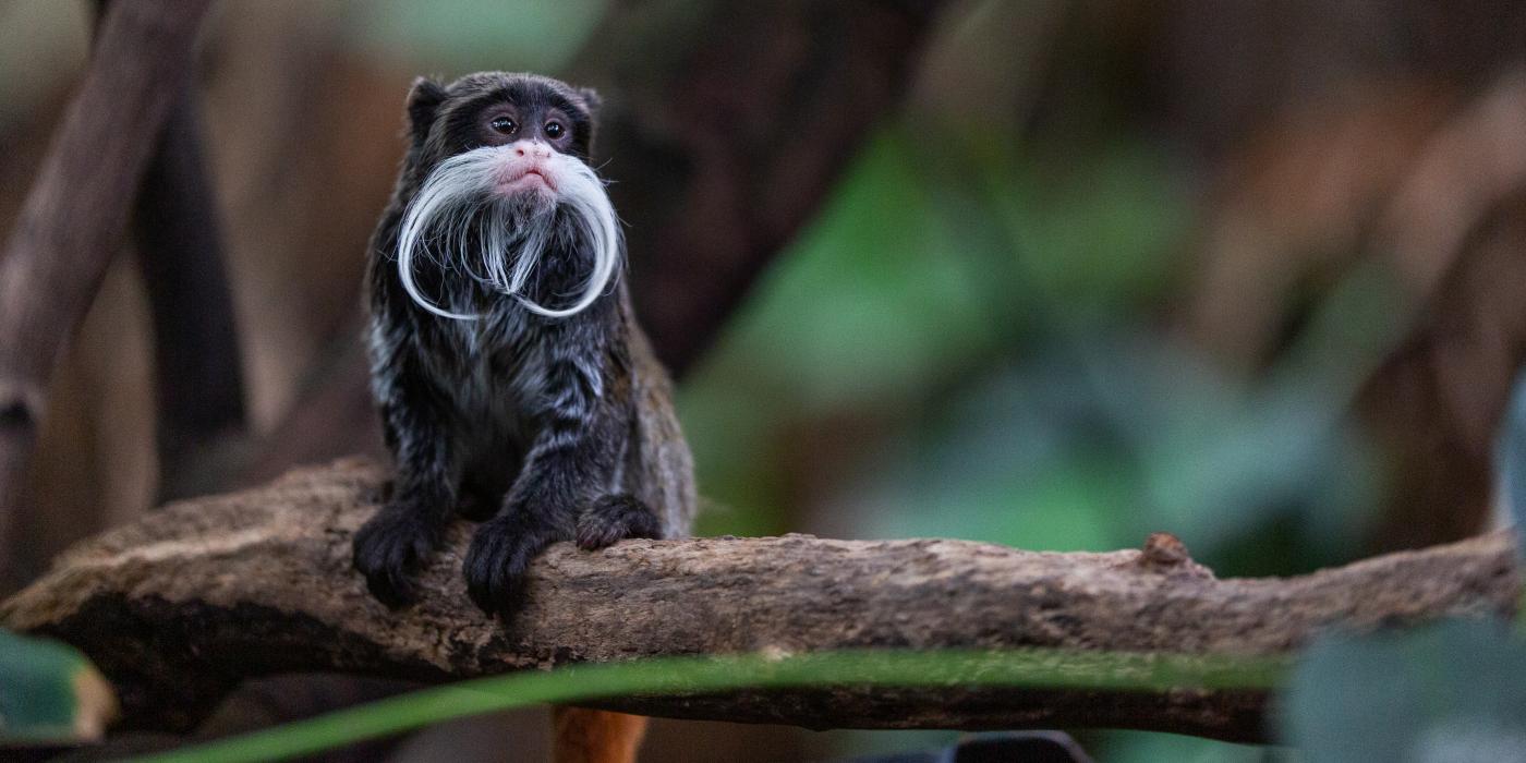 Poe, one of the new emperor tamarins at the Zoo's Amazonia exhibit. Visitors can see him roaming the forest canopy with his brother Fleck. An emperor tamarin, a small monkey with a long white mustache, sitting on a branch.