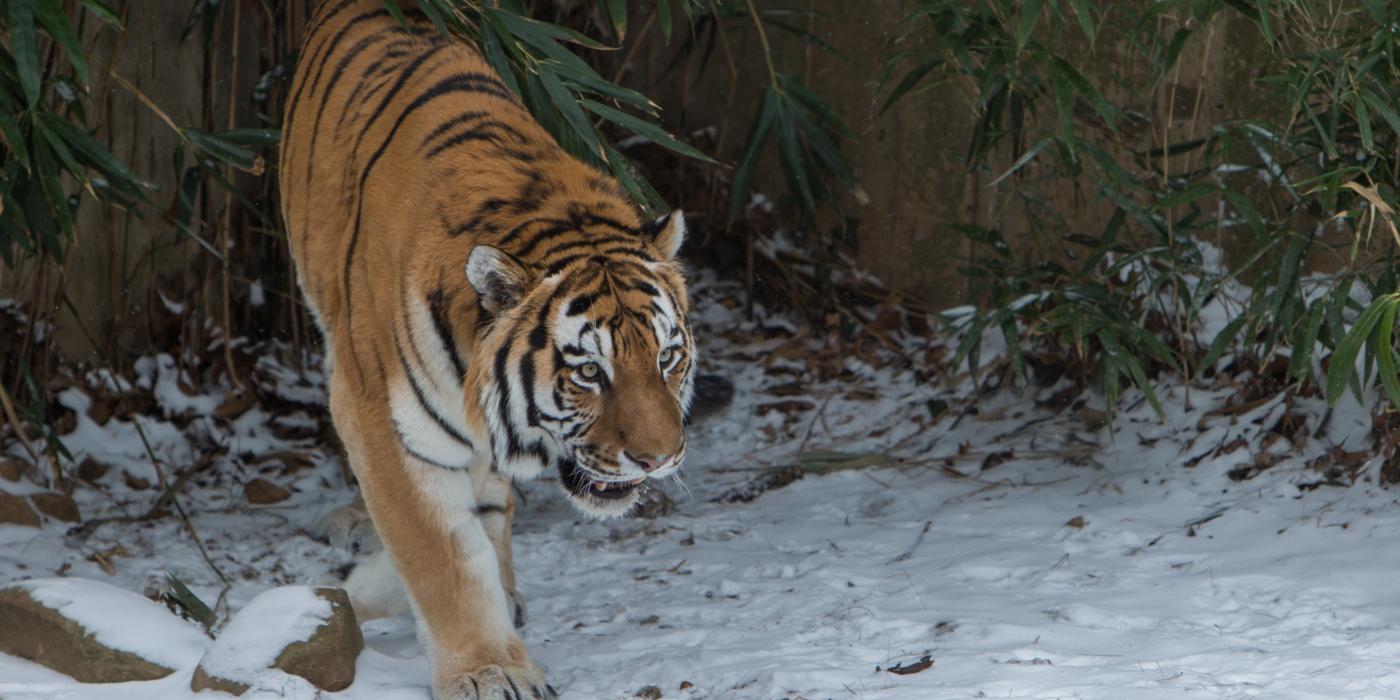 New At the Zoo: Amur Tiger | Smithsonian's National Zoo and ...