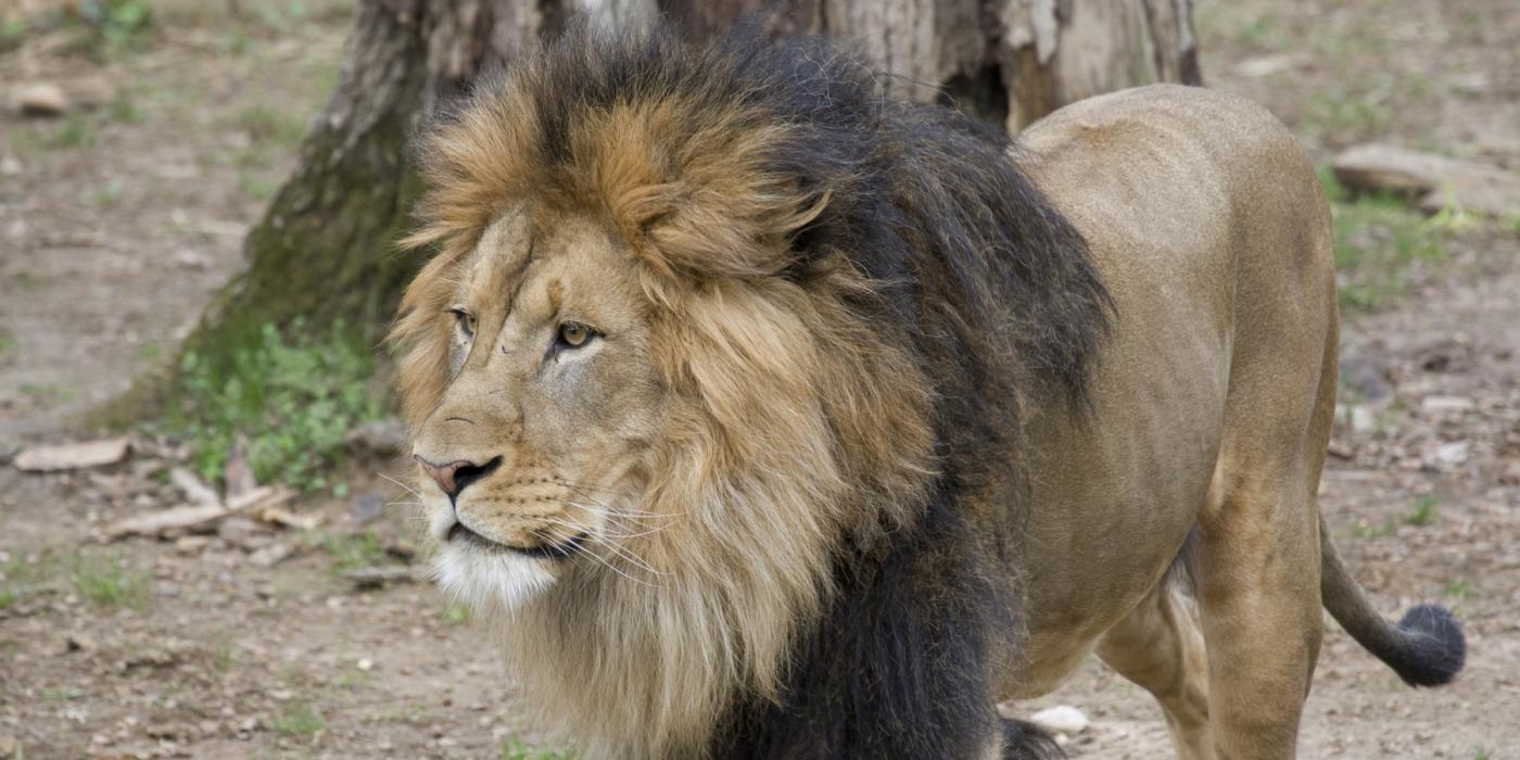 African lion Luke in his outdoor habitat at the Great Cats exhibit.