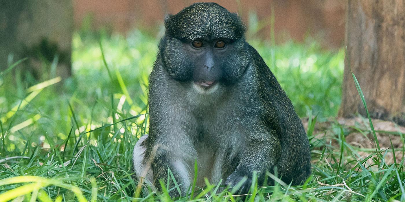 一只艾伦的沼泽猴子，长着厚厚的灰色皮毛，坐在草地上