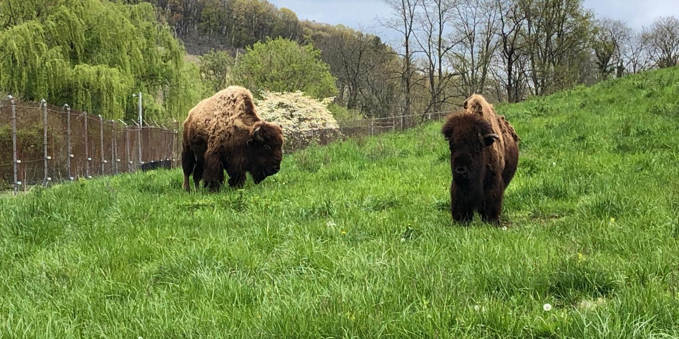 American bison Ten Bears (left) and Kicking Bird (right) at the Smithsonian Conservation Biology Institute in Front Royal, Virginia. 